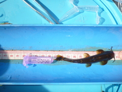 Amphilius uranoscopus