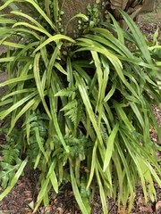 Pyrrosia longifolia
