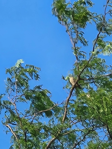 American Kestrel