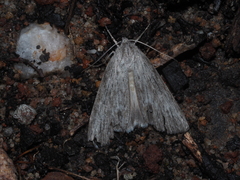 Chlenias stenosticha