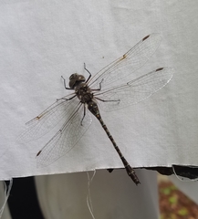 Gomphaeschna antilope