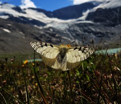 Parnassius phoebus