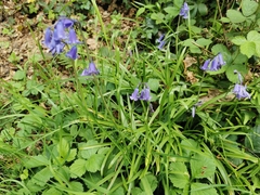 Hyacinthoides