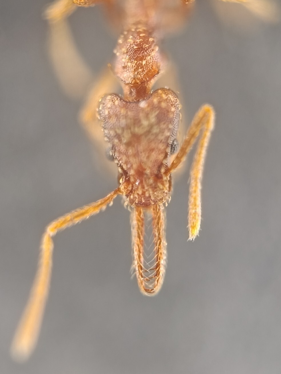 Strumigenys borgmeieri