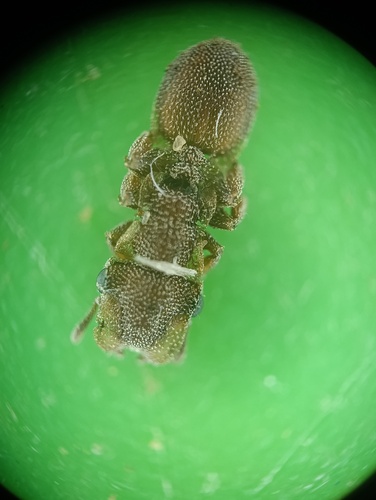 Cephalotes persimilis