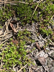 Pyxidanthera barbulata, photograph author not stated, no rights reserved