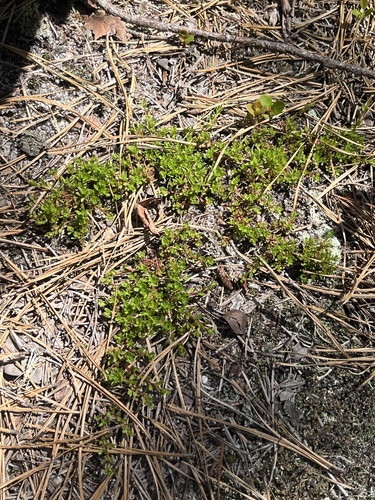 Pyxidanthera barbulata, photograph 5
