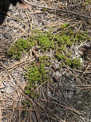 Pyxidanthera barbulata, photograph author not stated, no rights reserved