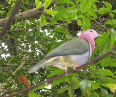 Pink-Headed Fruit-Dove photo 2