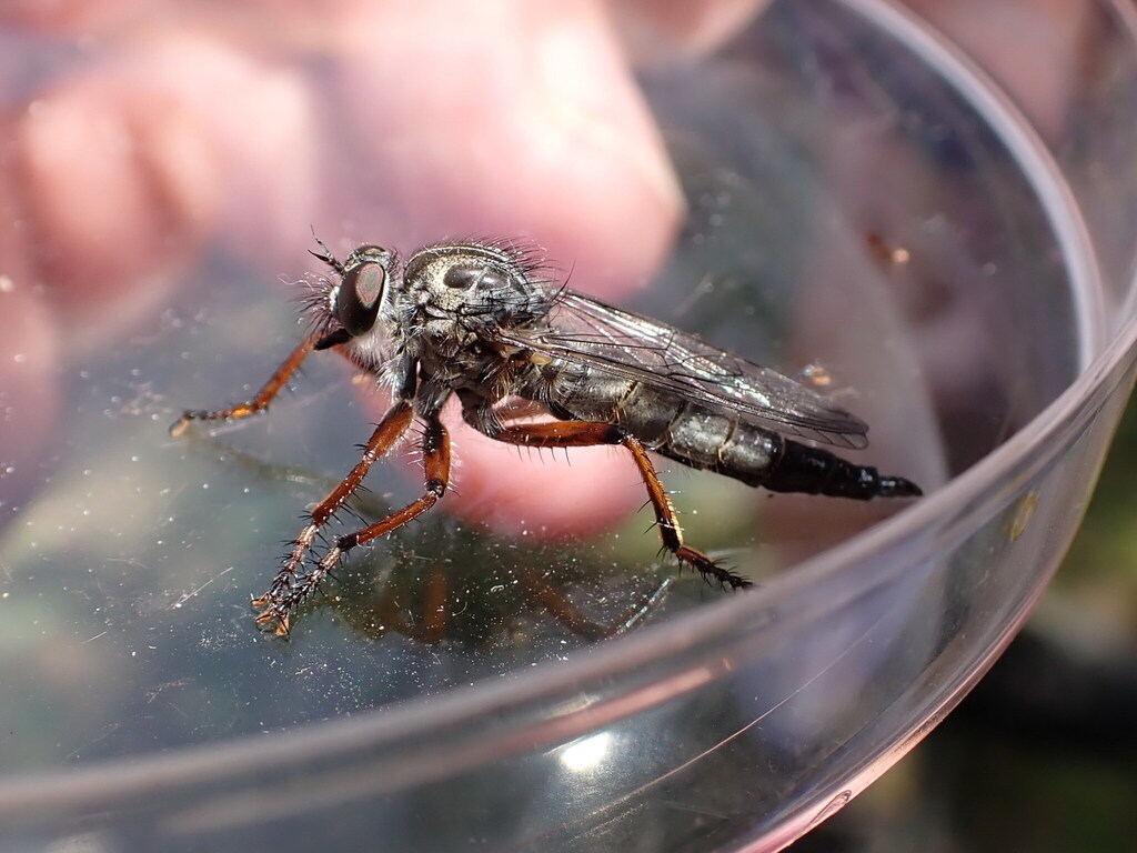 Neoitamus cyaneocinctus