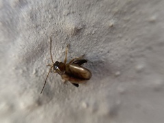 Longitarsus melanocephalus