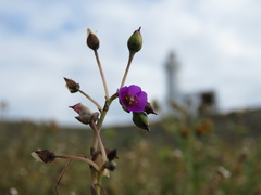 Cistanthe maritima