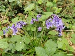 Hyacinthoides