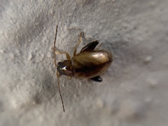 Longitarsus melanocephalus