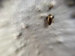 Longitarsus melanocephalus