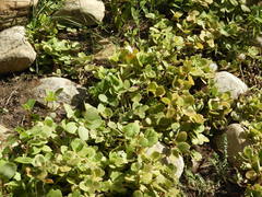 Crassula multicava multicava