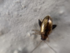 Longitarsus melanocephalus