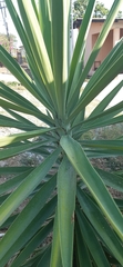 Image of Yucca aloifolia