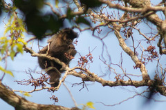 (c) B. Phalan, some rights reserved (CC BY) Hovenia dulcis, photograph (c) B. Phalan, some rights reserved (CC BY)