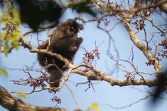 Hovenia dulcis, photograph (c) B. Phalan, some rights reserved (CC BY)
