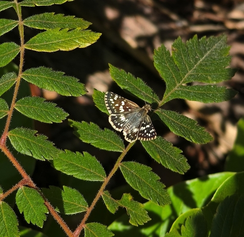 Burnsius orcynoides