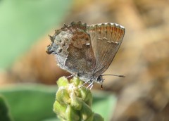 Callophrys irus