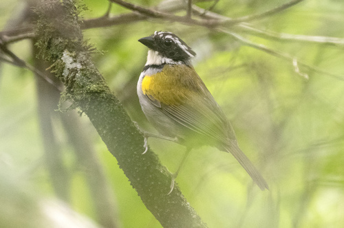 Pectoral Sparrow