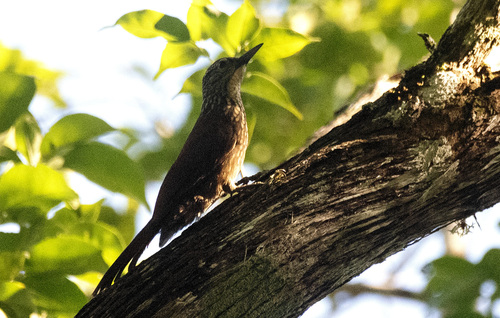Straight-billed Woodcreeper