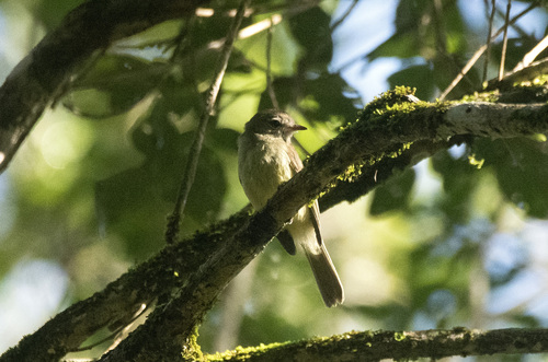 Greenish Elaenia