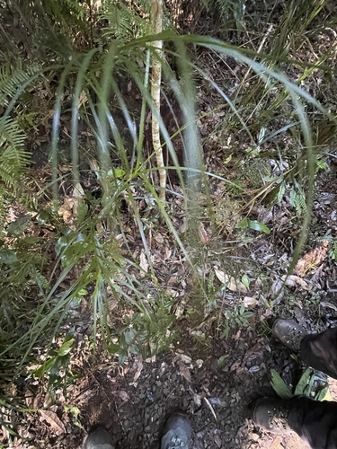 Exocarya sclerioides observed 2026-06-22
