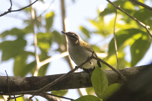 Chivi Vireo