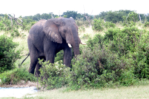 African Savanna Elephant