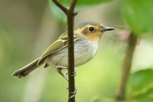 Ochre-faced Tody-Flycatcher