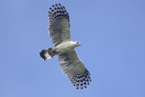 White-collared Kite