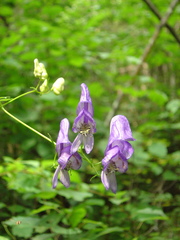 Aconitum sczukinii