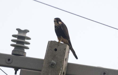 Aplomado Falcon