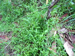 Stellaria angustifolia