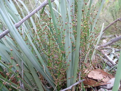 Lomandra multiflora dura