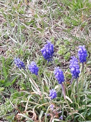 Muscari