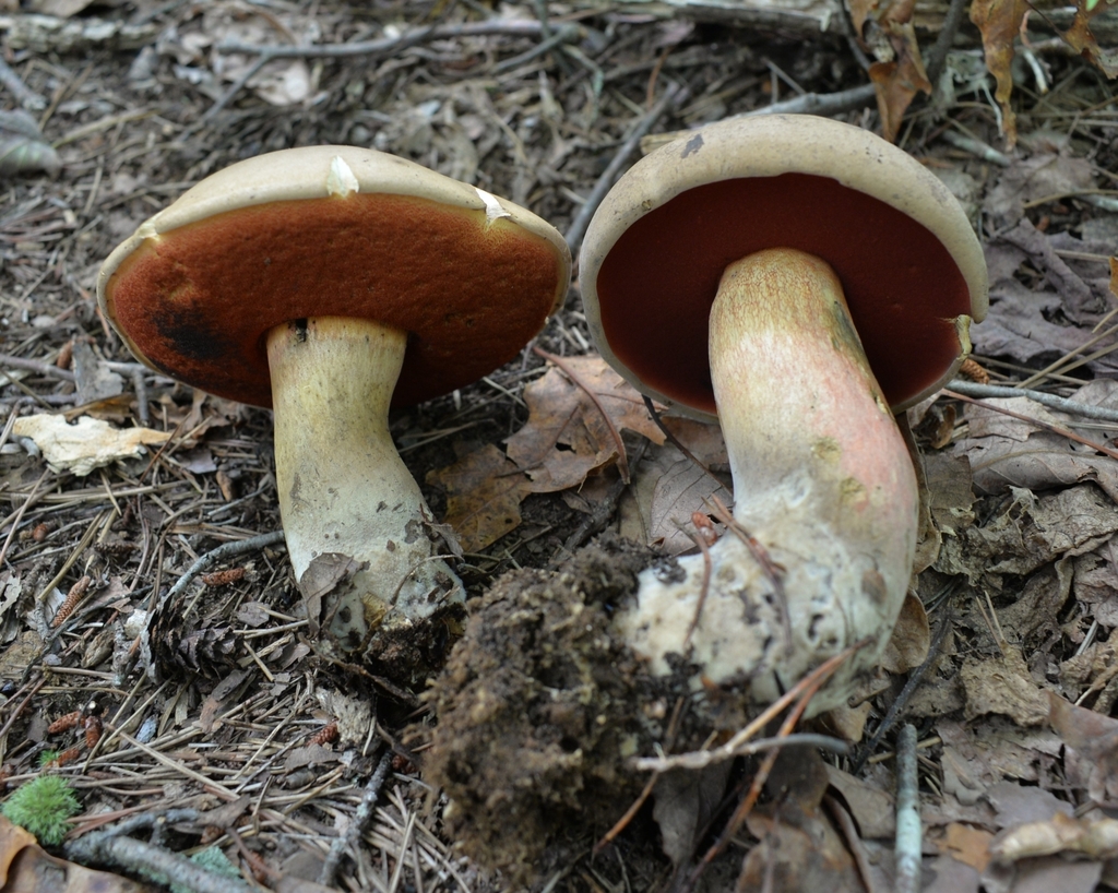 Caloboletus firmus