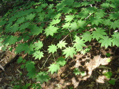 Acer pseudosieboldianum