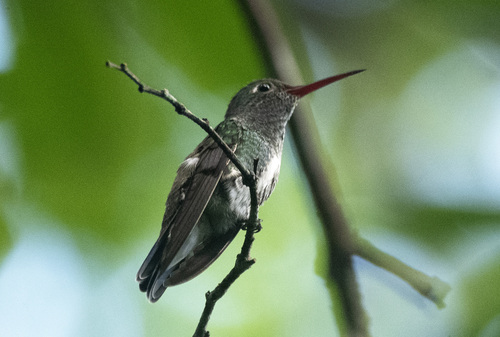 Glittering-throated Emerald