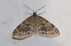 Acasis viretata
