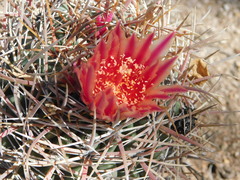 Ferocactus chrysacanthus