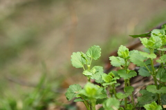 Glechoma hederacea