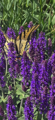 Two-tailed Swallowtail