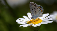 Pseudophilotes vicrama