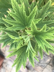 Pelargonium citronellum