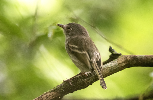 Pearly-vented Tody-Tyrant