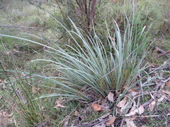 Lomandra multiflora dura